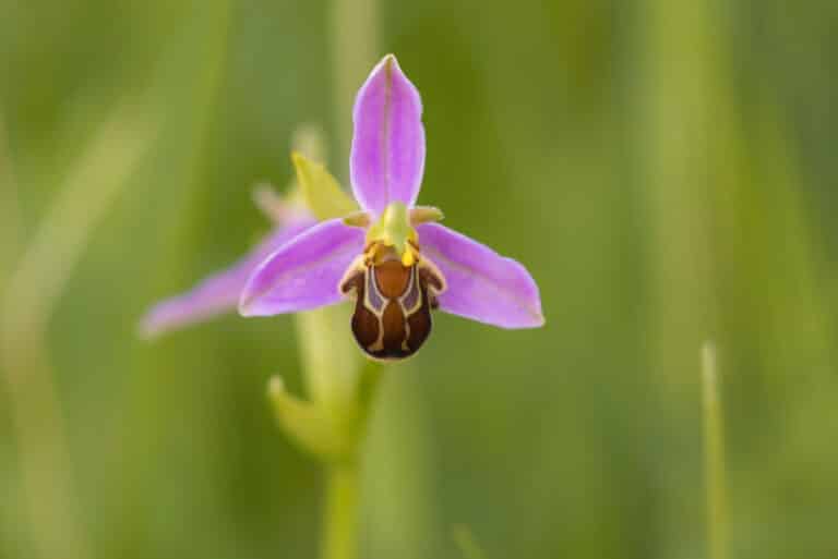 Ophrys apifera